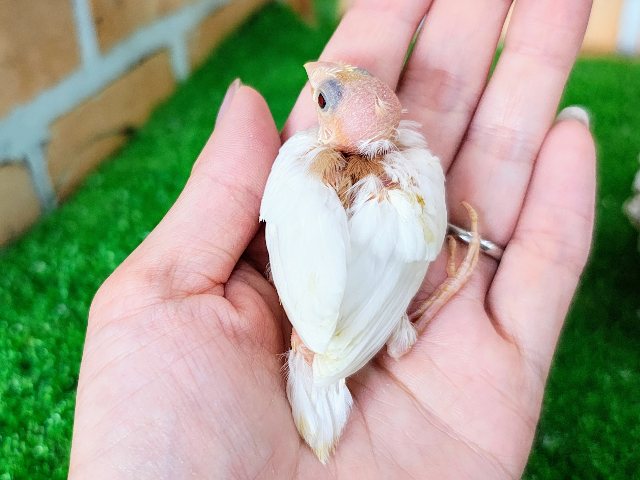 十姉妹（ジュウシマツ）