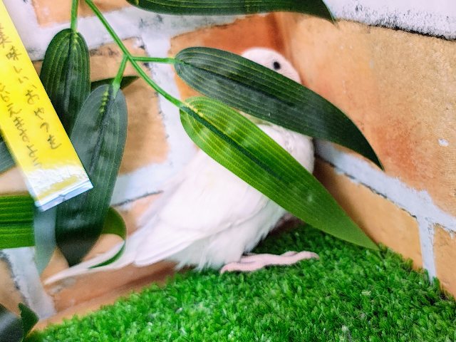 セキセイインコ