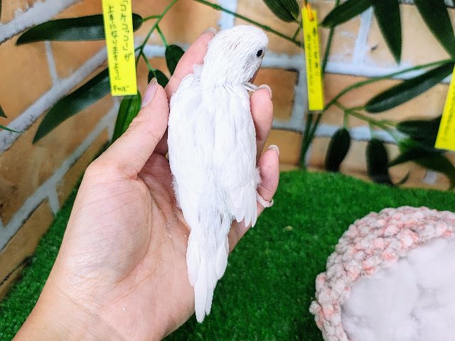 セキセイインコ