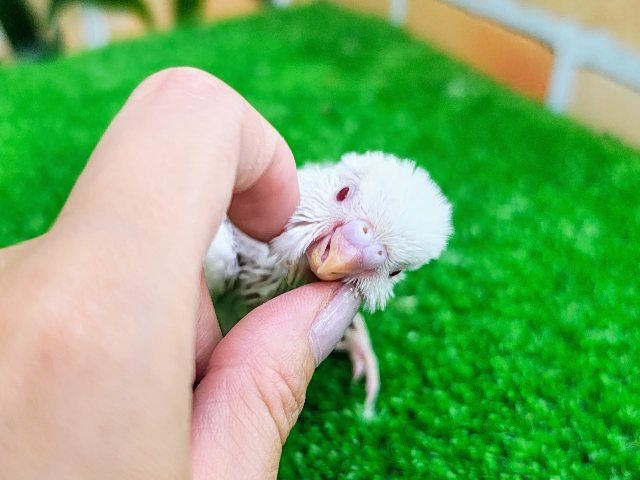 セキセイインコ