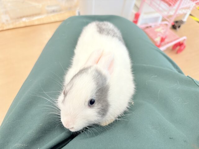 ミニウサギ