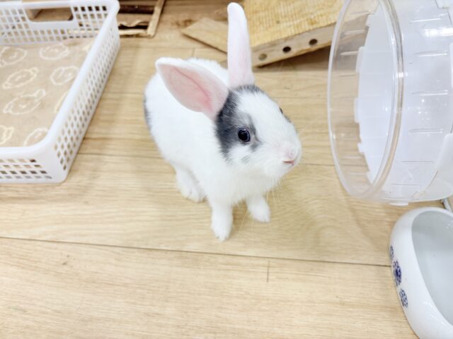 ミニウサギ
