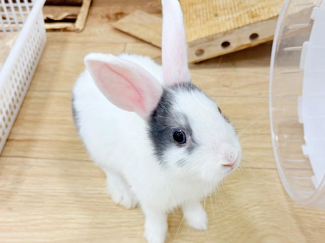 【動画更新🪄】外国人風🫧美人うさぴょん🐰🍬ミニウサギ 女の子