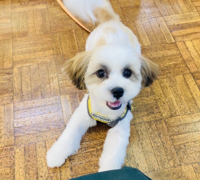 最新画像🆙シーズーにしか見えない⁉　マルシーズーの女のコ入舎いたしました♪