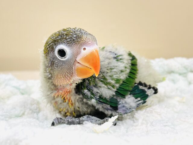 キエリボタンインコ