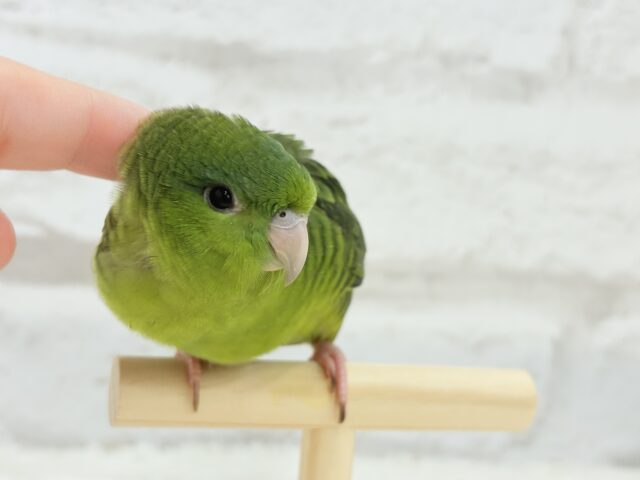 サザナミインコ