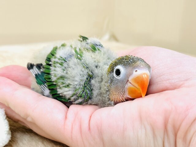 キエリボタンインコ
