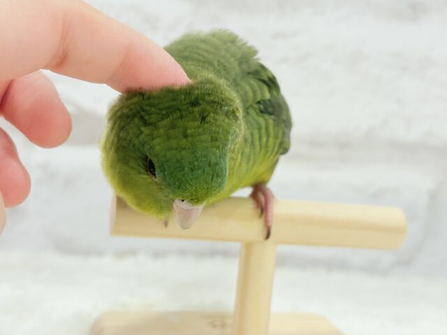 サザナミインコ