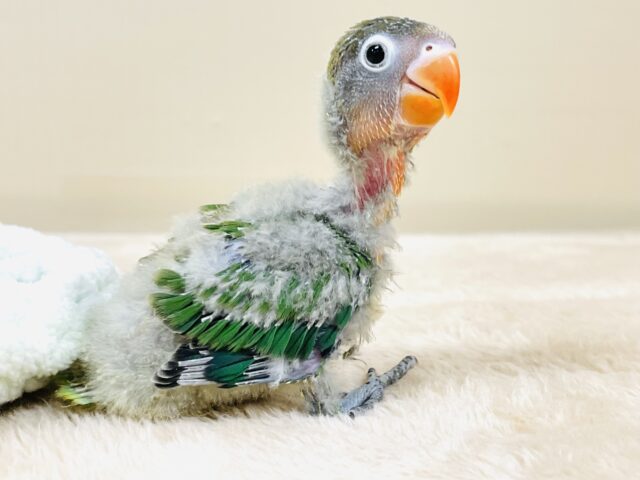 キエリボタンインコ