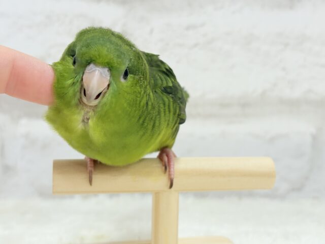 サザナミインコ