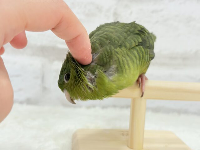 サザナミインコ