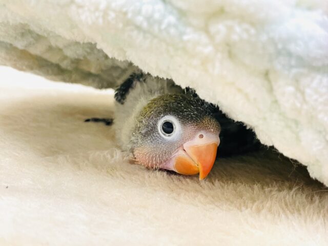 キエリボタンインコ