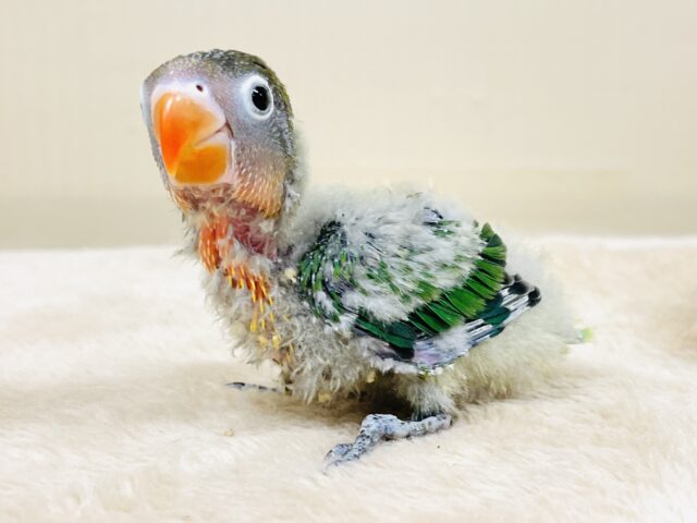 綿毛たっぷり🧚‍♀️💫ふわもこなキエリボタンインコちゃん（ヒナ）