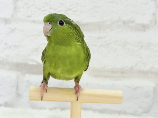 サザナミインコ