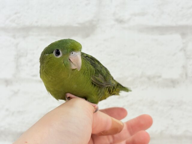 サザナミインコ