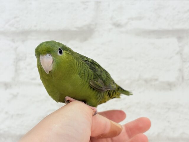 サザナミインコ