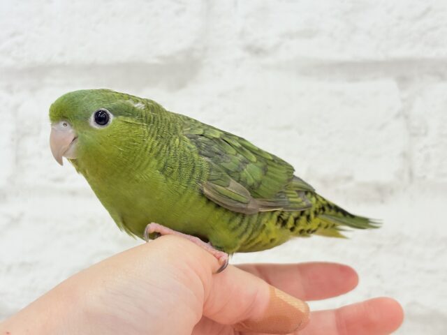 サザナミインコ