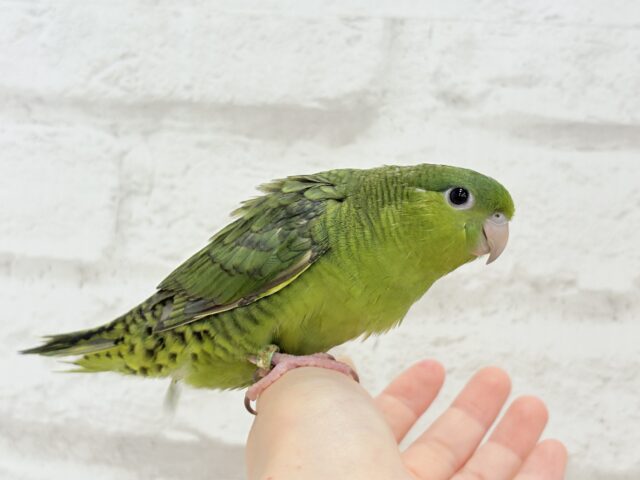 サザナミインコ