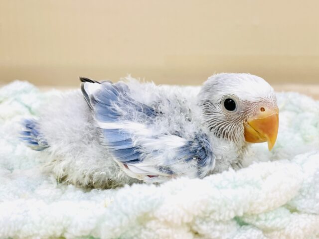 コザクラインコ（小桜インコ）