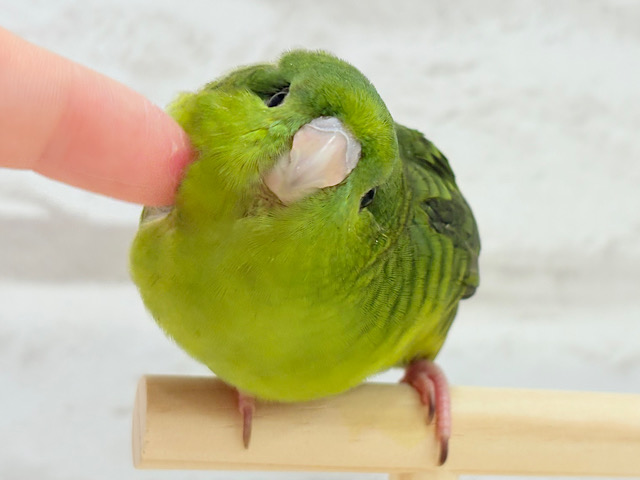 【最新画像更新🪄もうすぐひとり餌‪☆】サザナミ界のアピール番長‪☆サザナミインコ(ダークグリーンスパングルSF) ヒナ