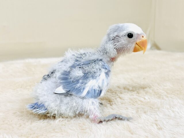 コザクラインコ（小桜インコ）