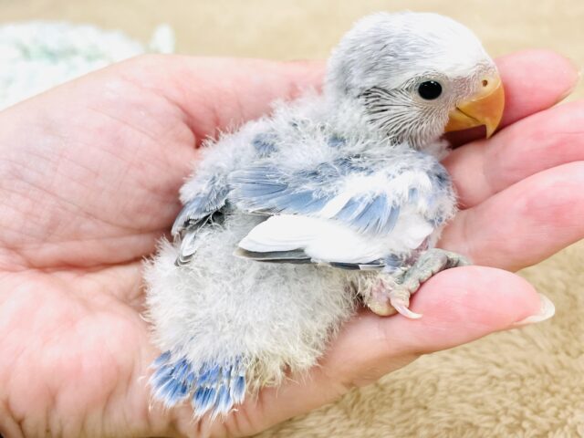コザクラインコ（小桜インコ）
