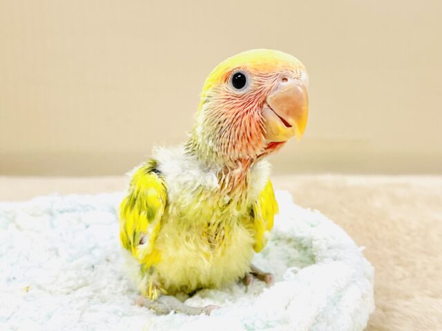 コザクラインコ（小桜インコ）