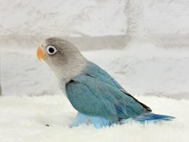 ブルーボタンインコ