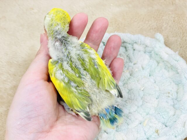 コザクラインコ（小桜インコ）