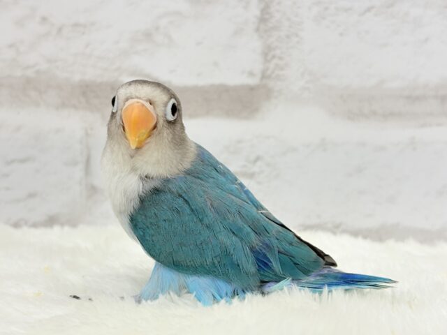 ブルーボタンインコ