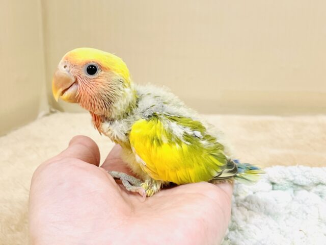 コザクラインコ（小桜インコ）