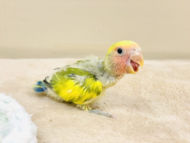 コザクラインコ（小桜インコ）