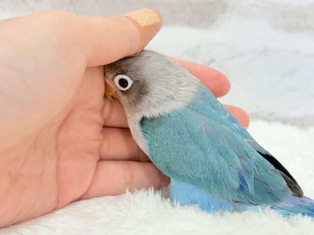 ブルーボタンインコ