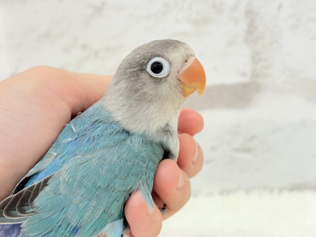 ブルーボタンインコ