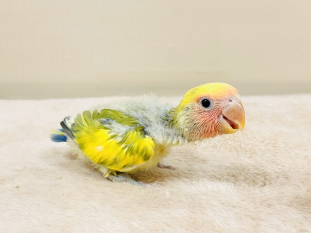 コザクラインコ（小桜インコ）