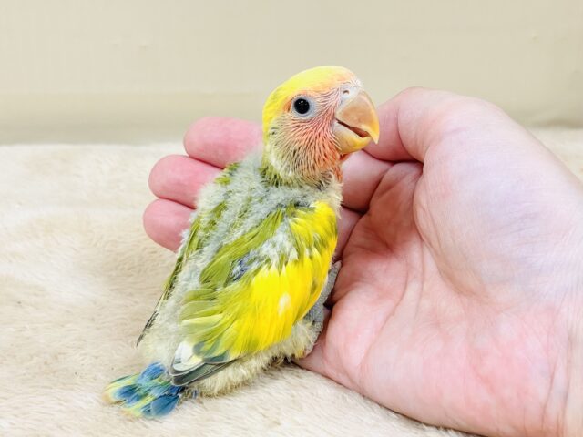 コザクラインコ（小桜インコ）