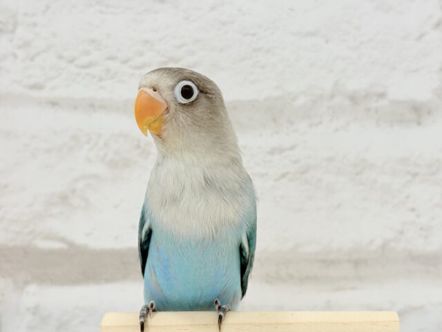 ブルーボタンインコ