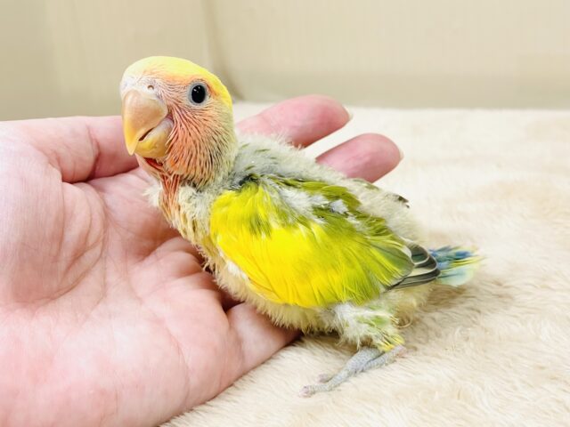 コザクラインコ（小桜インコ）