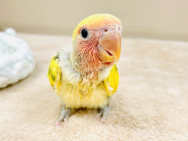 コザクラインコ（小桜インコ）