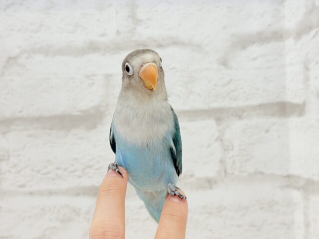 ブルーボタンインコ