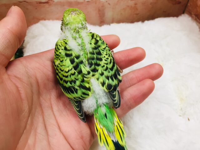 セキセイインコ