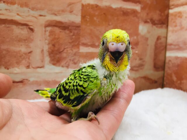 セキセイインコ