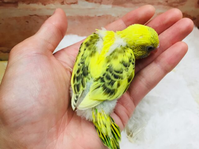 セキセイインコ