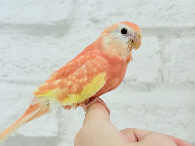 アキクサインコ（秋草インコ）