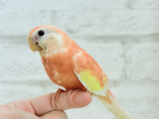 アキクサインコ（秋草インコ）