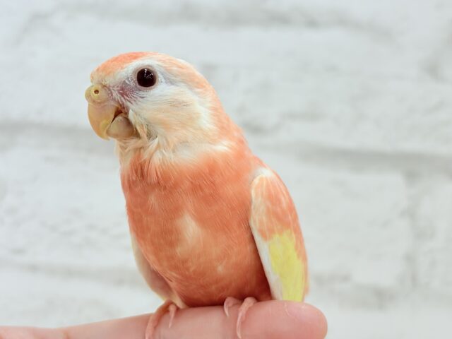 アキクサインコ（秋草インコ）