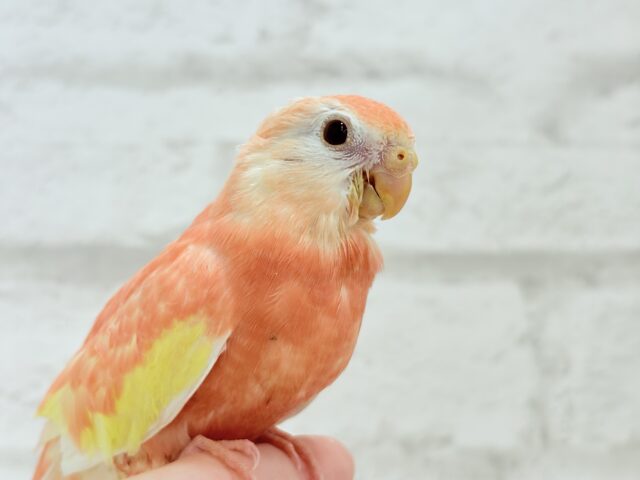 アキクサインコ（秋草インコ）