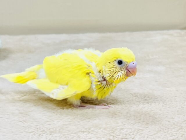 セキセイインコ