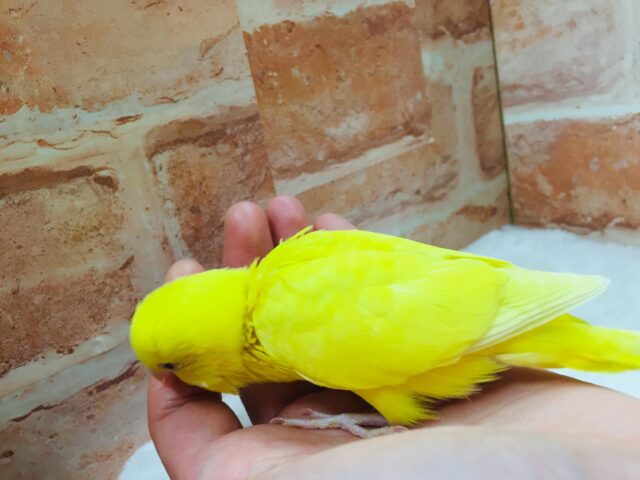 セキセイインコ