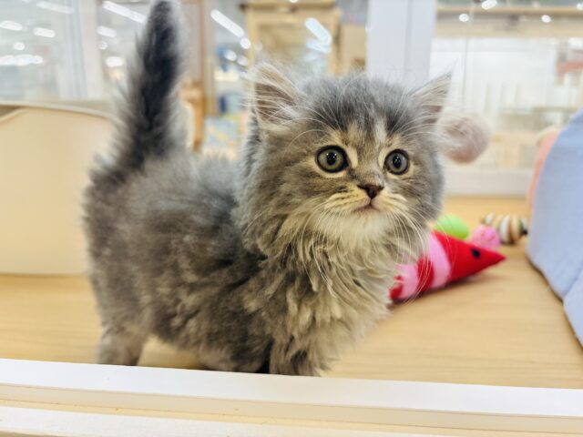 スコティッシュフォールド